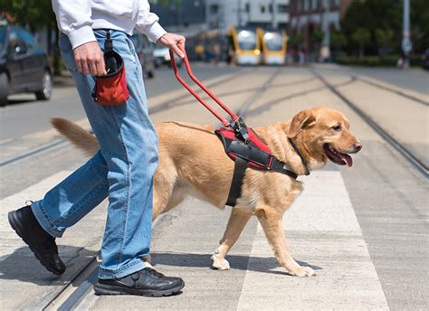 training dog for service dog